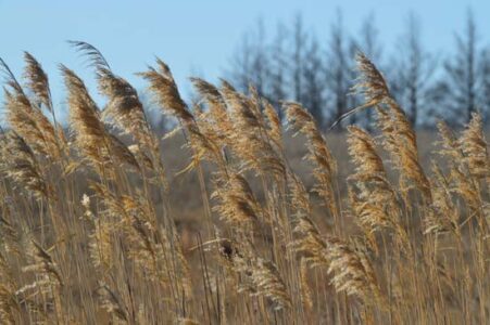 Morphology of Grasses in Illinois